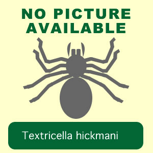 hickmani